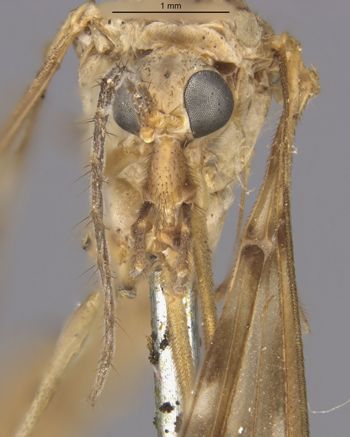 Media type: image;   Entomology 10301 Aspect: head frontal view